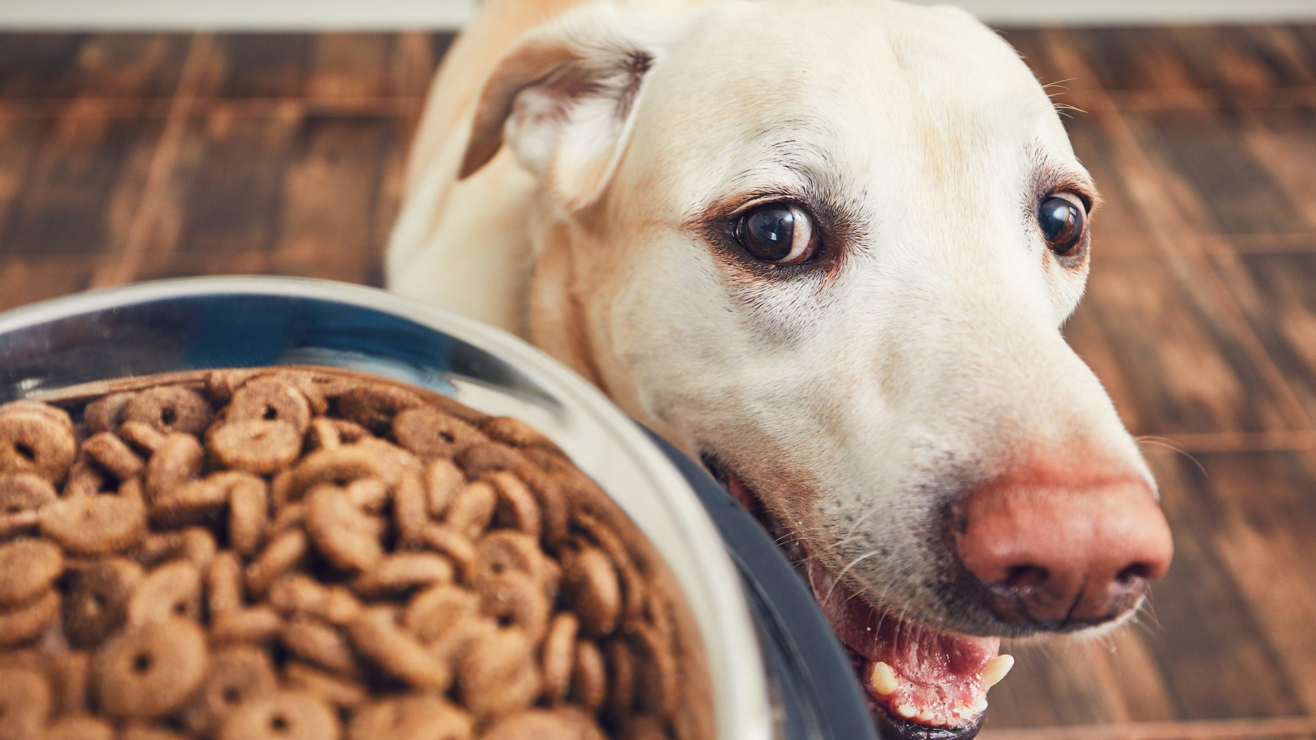 9c1c9a80 088a 4bc5 8e9e B894de7ae1aa Dog Food
